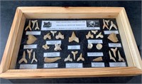 Fossil shadow box with many extinct shark's teeth,