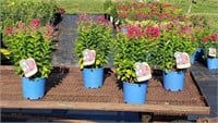 4 Red Flame Garden Phlox Plants