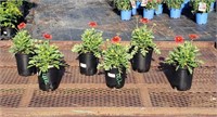 6 Dwarf Red Blanket Flower Plants