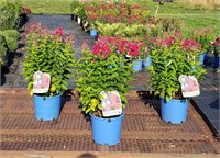 3 Red Flame Garden Phlox Plants
