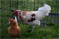 Bantam White roo / brown hen Laying eggs.