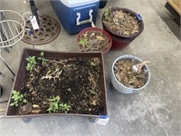 4 Plastic Planters w/Dirt 1 on Rollers