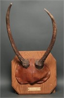 Vintage Mounted Spike Elk Horns