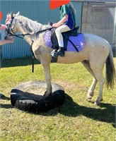 (VIC) WILLOW - WELSH RIDING PONY MARE