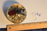 3 1/2" Beetle with Pincers Paperweight