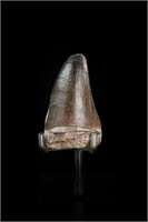 2.50” Prognathodon Mosasaur Reptile Tooth Fossil