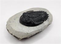 Hollardops Trilobite from Morocco