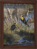 Yellow Headed Blackbirds