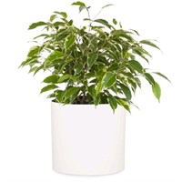New Fox & Fern Plant Pot, Plant Pots 10 Inch, Plan
