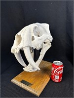 Sabre Tooth Cat Skull Model