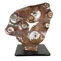 Moroccan Ammonite & Orthoceras Large Fossil Displa