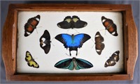 1945 Southwest Pacific Butterfly Speciment Display