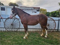 (NSW) GERRI - CLYDESDALE X FILLY