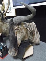 MOUNTED WILDEBEEST HEAD - LOCAL PICK-UP ONLY!