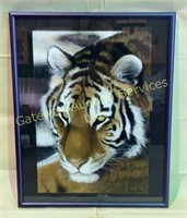 Tiger Framed Print By Jason Hall 20 1/2 x 16 1/2