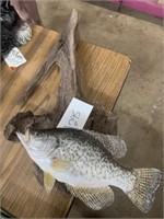 Mounted Taxidermy Crappie Wall Decor 28” x 18”