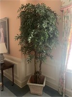 7-8ft tall ficus tree in painted clay pot with