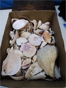 Big box of sea shells