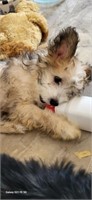 Male-Chinese Crested Powder Puff Puppy