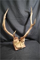 Elk antlers with harvest tag