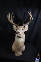 10 point white tail head & shoulder mount