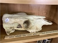 Large animal skull – horse? Or cow?