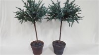 2 ARTIFICIAL BLUE SPRUCE IN CLAY POTS