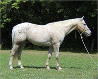 DALE 7 YO GRADE GELDING