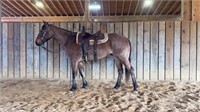 AQHA HVR BOONE HANCOCK *VIDEO*