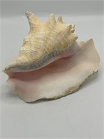 Large Conch Seashell Cottage Décor