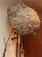 large wasp nest on branch