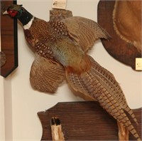 Ring neck pheasant mount