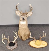 Mounted deer head & 2 pair of antlers