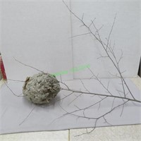 Paper Wasp nest on branch - 15 x 10"/worn