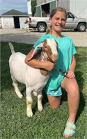 Rylie Ann Clark - Goat