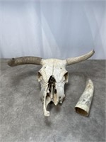 Bull Head Skull and Horn