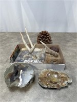 Assortment of Nature, Rocks, Antler, And Pine