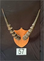 [MB] Believed to be Faux African Sable Horn Mount