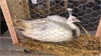 Cameo Silver Pied Peahen - 2 Yrs Old
