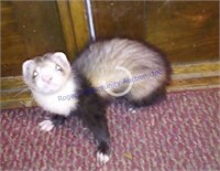 Pair Of Ferrets - Friendly W. Cage - See Desc.