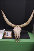 Skull Horns 37" Point to Point