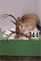 Deer Head w/ 9 Point Antlers