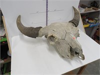 Buffalo skull