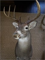 American Whitetail Deer Taxidermy Mount