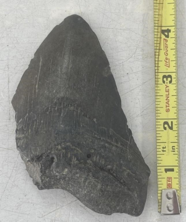Enormous Prehistoric Shark Tooth