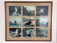 Large Bird Nature Framed Photographs 38.5"x32.25"