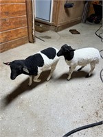 1-male 1- Female Lambs  Dorper cross