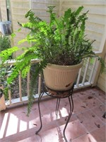 Fern in stand