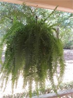 Fern