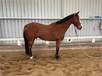(VIC) CHIEF - CLYDESDALE X QH GELDING